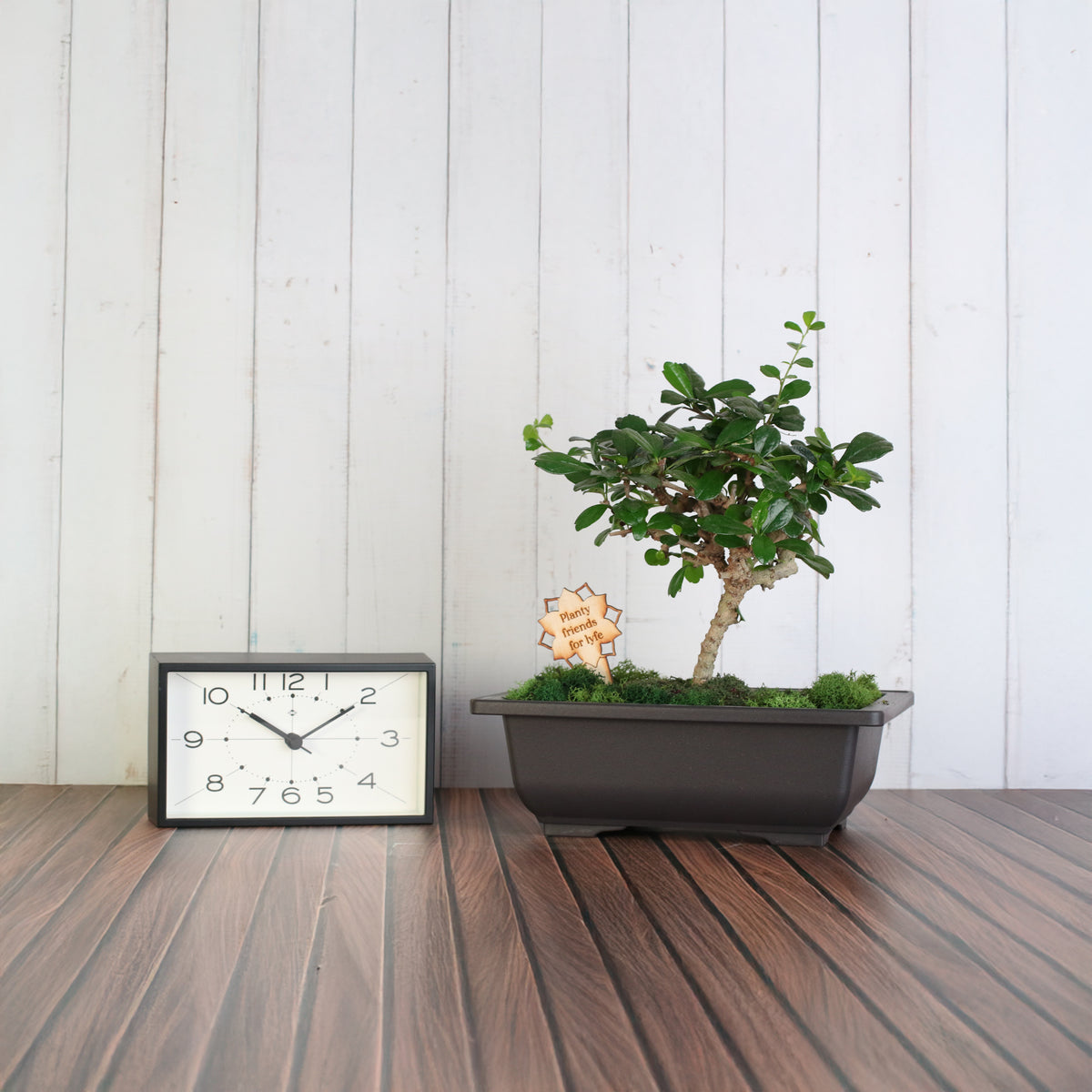 Bonsai Workshop - November 12th at 6 PM