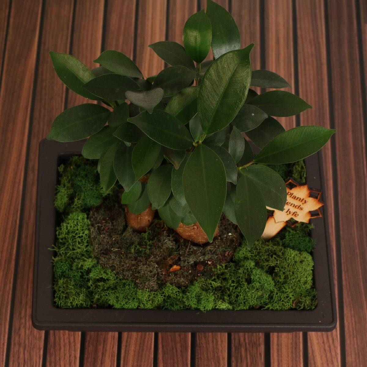 Bonsai Workshop - November 12th at 6 PM