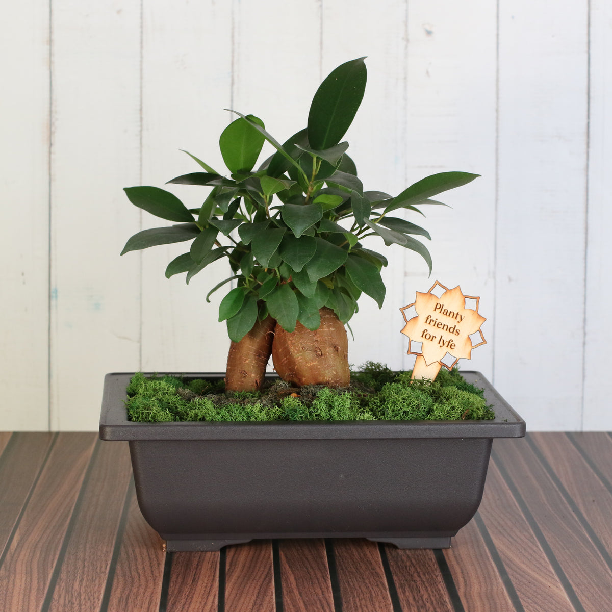 Bonsai Workshop - November 12th at 6 PM