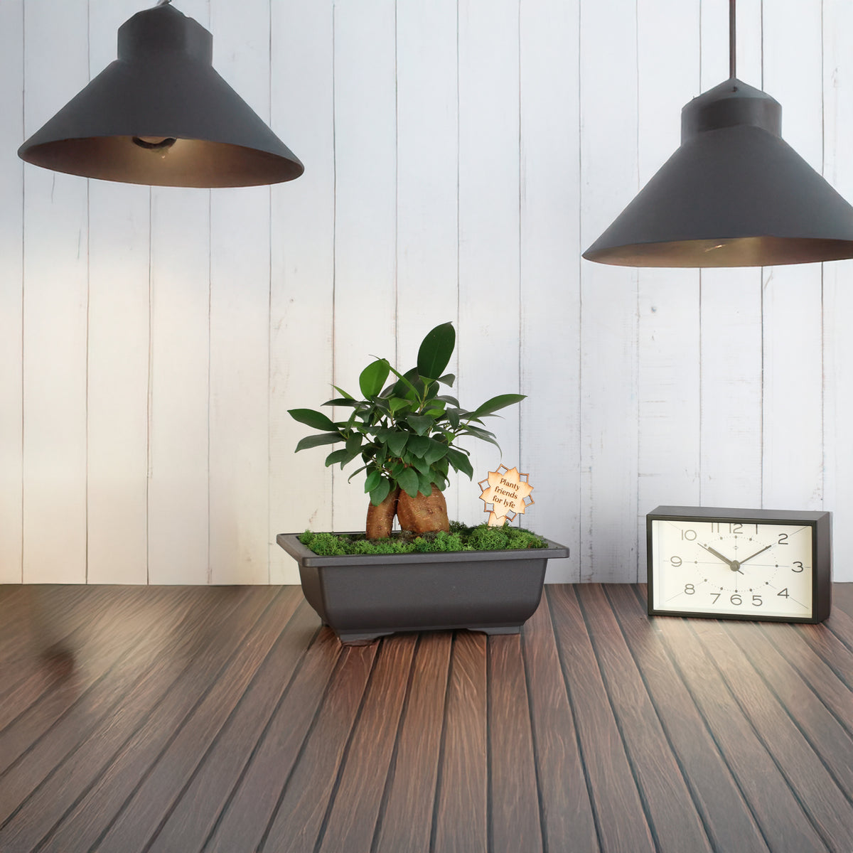 Bonsai Workshop - November 12th at 6 PM