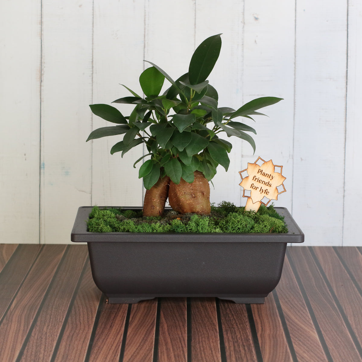 Bonsai Workshop - November 12th at 6 PM