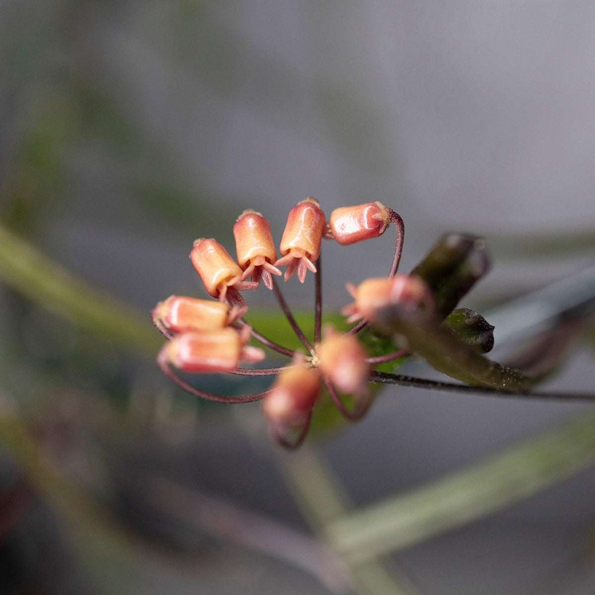 Close up of flower of Hoya Insularis