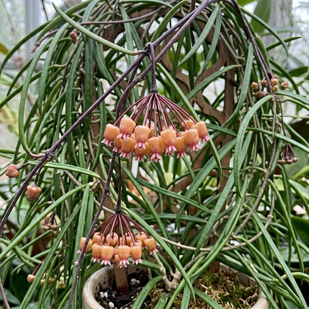 flower of Hoya Insularis