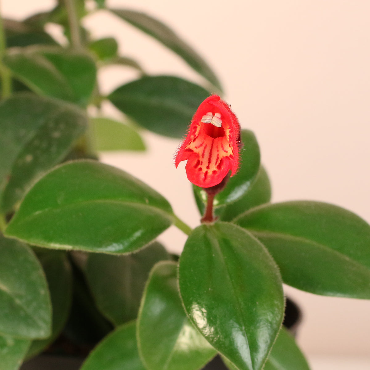 Hoya Mona Lisa Lipstick Plant