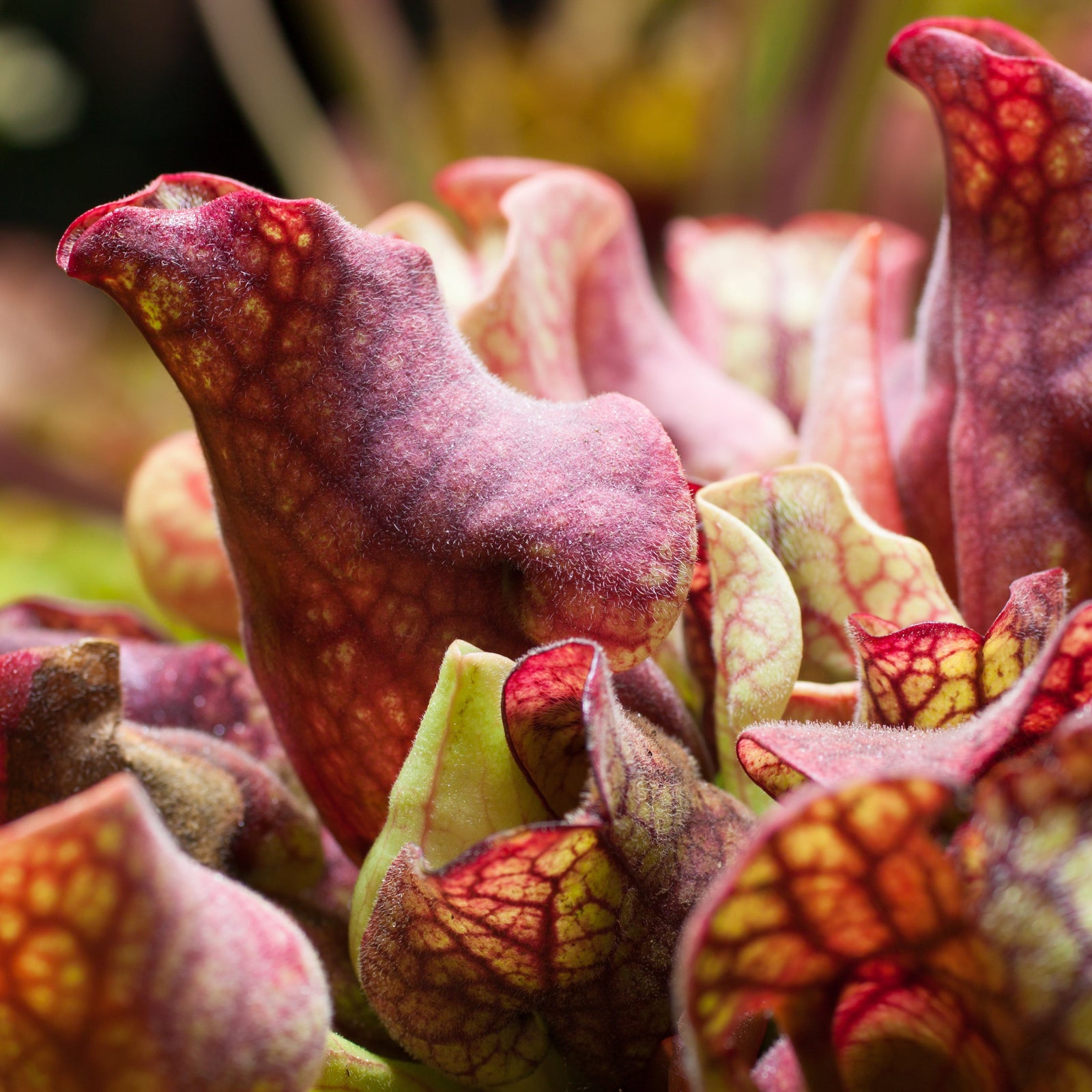 Sarracenia Purpurea Venosa Red Carnivorous Plant