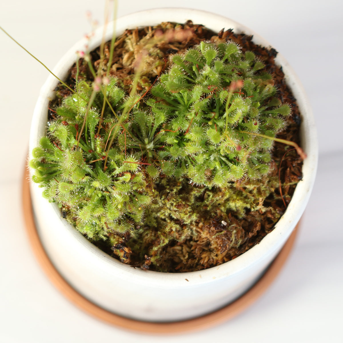 top view 