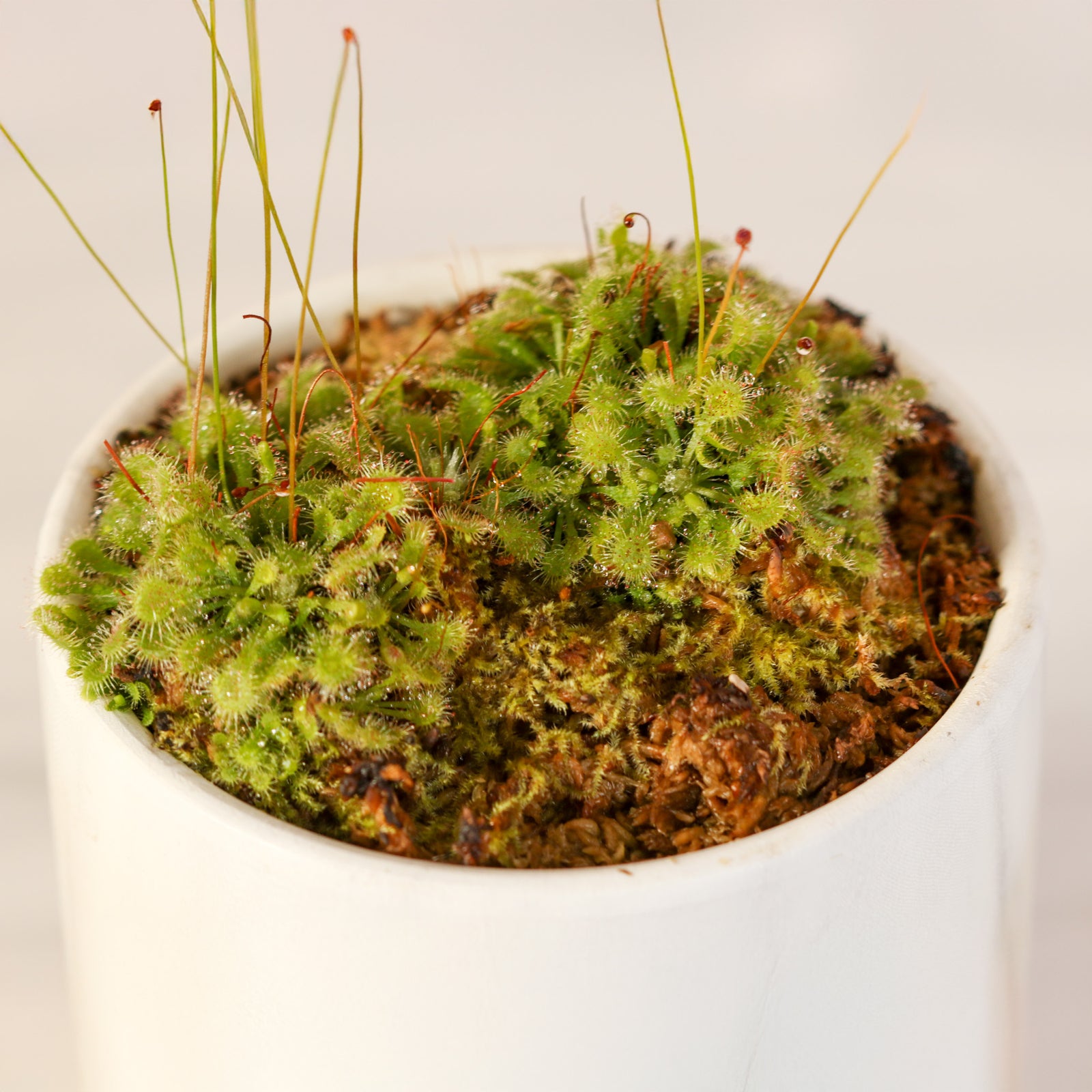 Pink Sundew Drosera capillaris Carnivorous Plant
