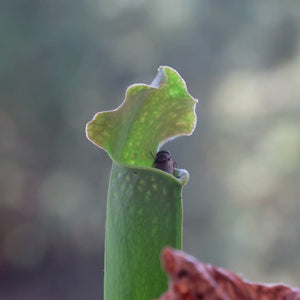 Sarracenia Judith Hindle eating lunch