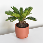 King Sago Palm