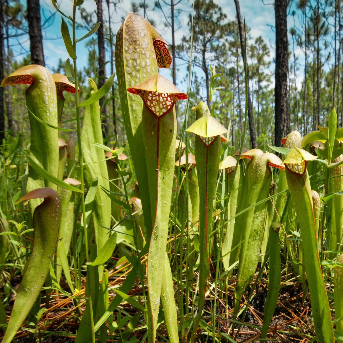 Bug Bat sarracenia minor okefenokeensis in wild swampy habitat. 