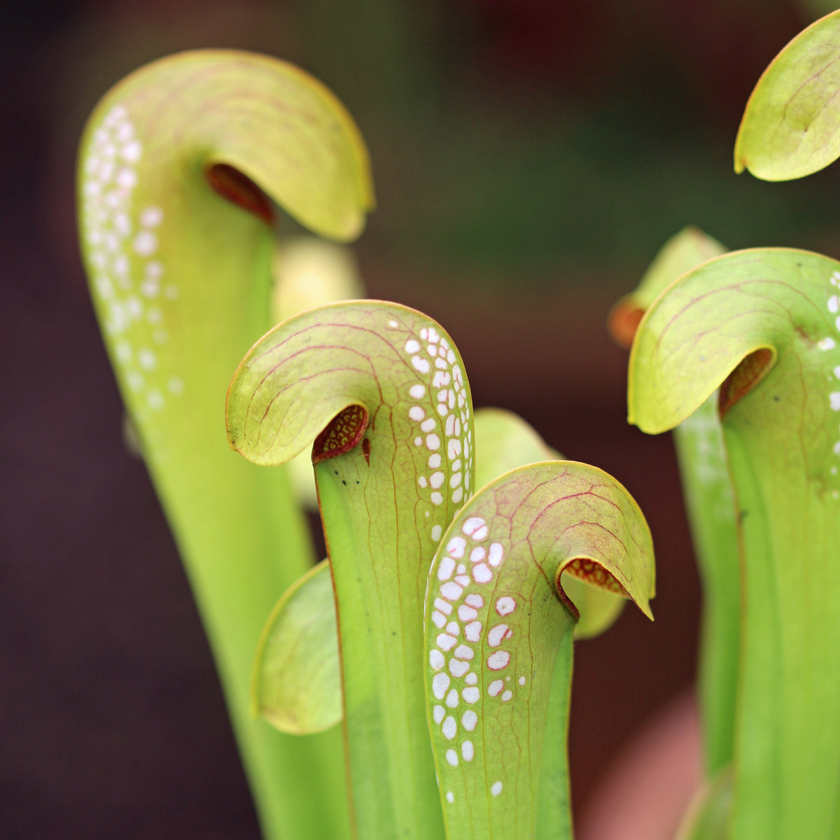 Clsoe up of Sarracenia minor okefenokeensis Bug Bat Carnivorous Plant