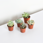 Grower's Choice Succulent Symphony Bundle