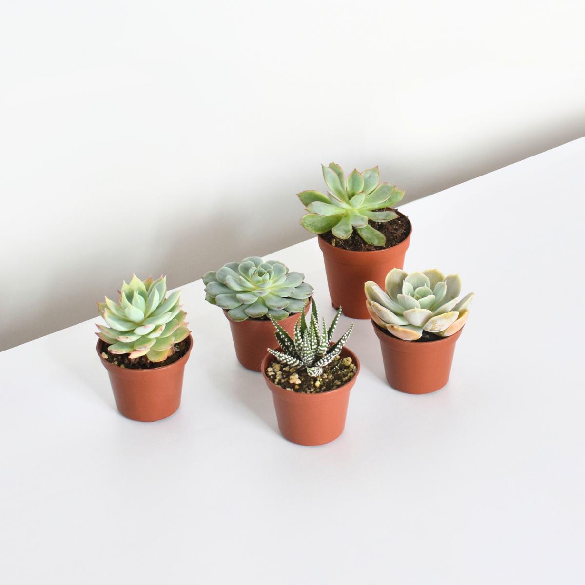 Succulent Bundle 