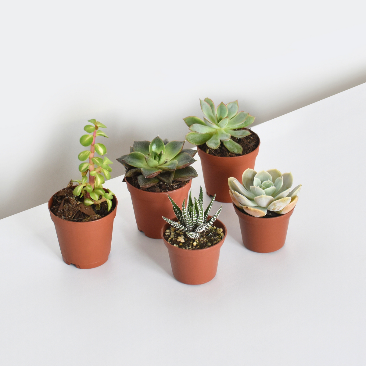 Succulent Bundle 