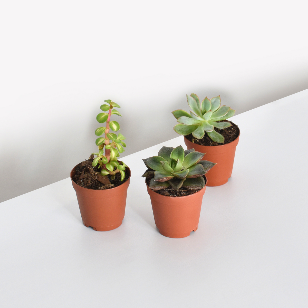 Succulent Bundle 