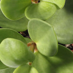 Peperomia Hope deppeana × quadrifolia 'Trailing Jade' Plant Verdant Lyfe