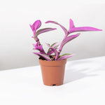 Nanouk Tradescantia Pink Wandering Trailing Plant Verdant Lyfe