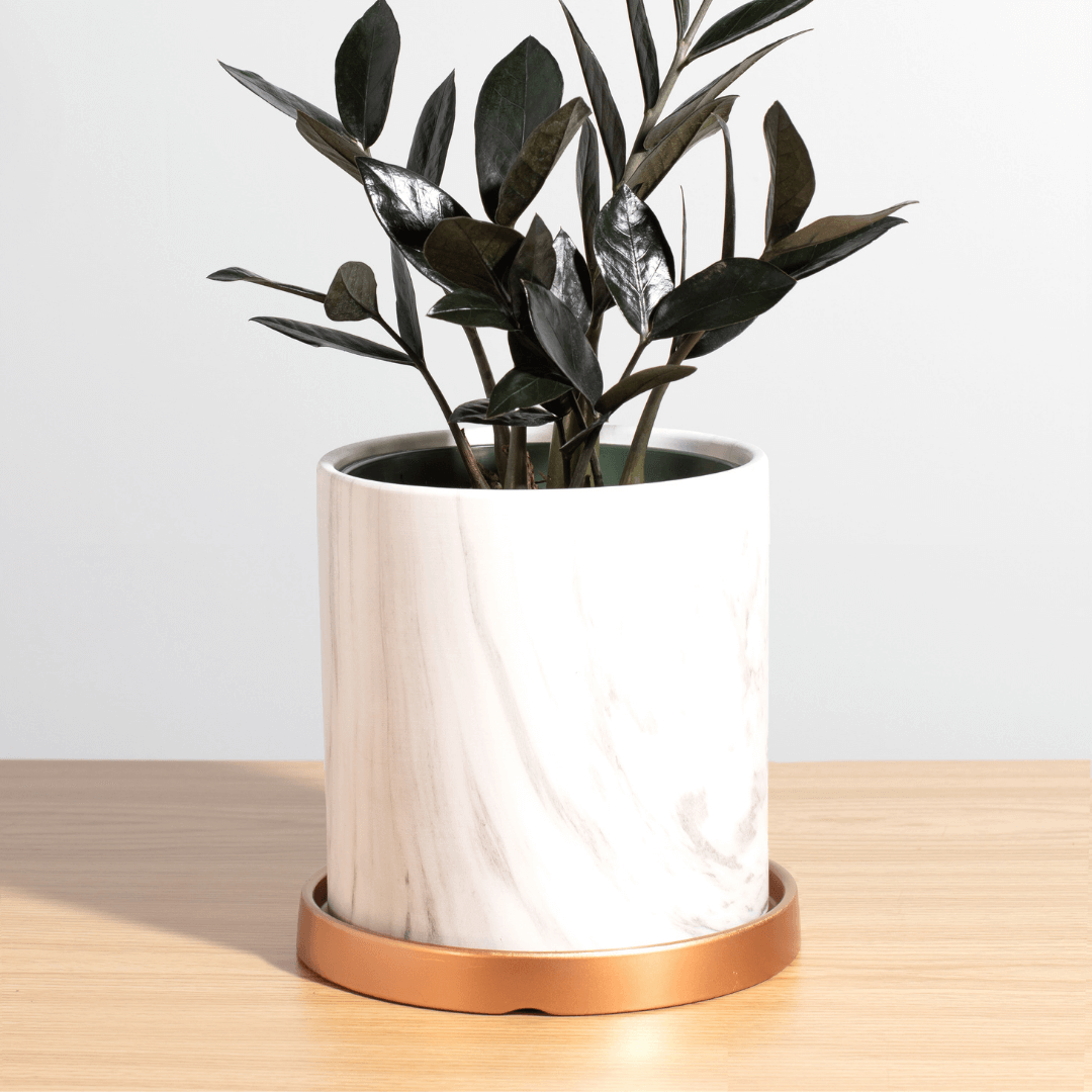 Black Zanzibar Gem Zamioculcas zamiifolia &#39;Nova Star&#39; Raven ZZ Plant Verdant Lyfe