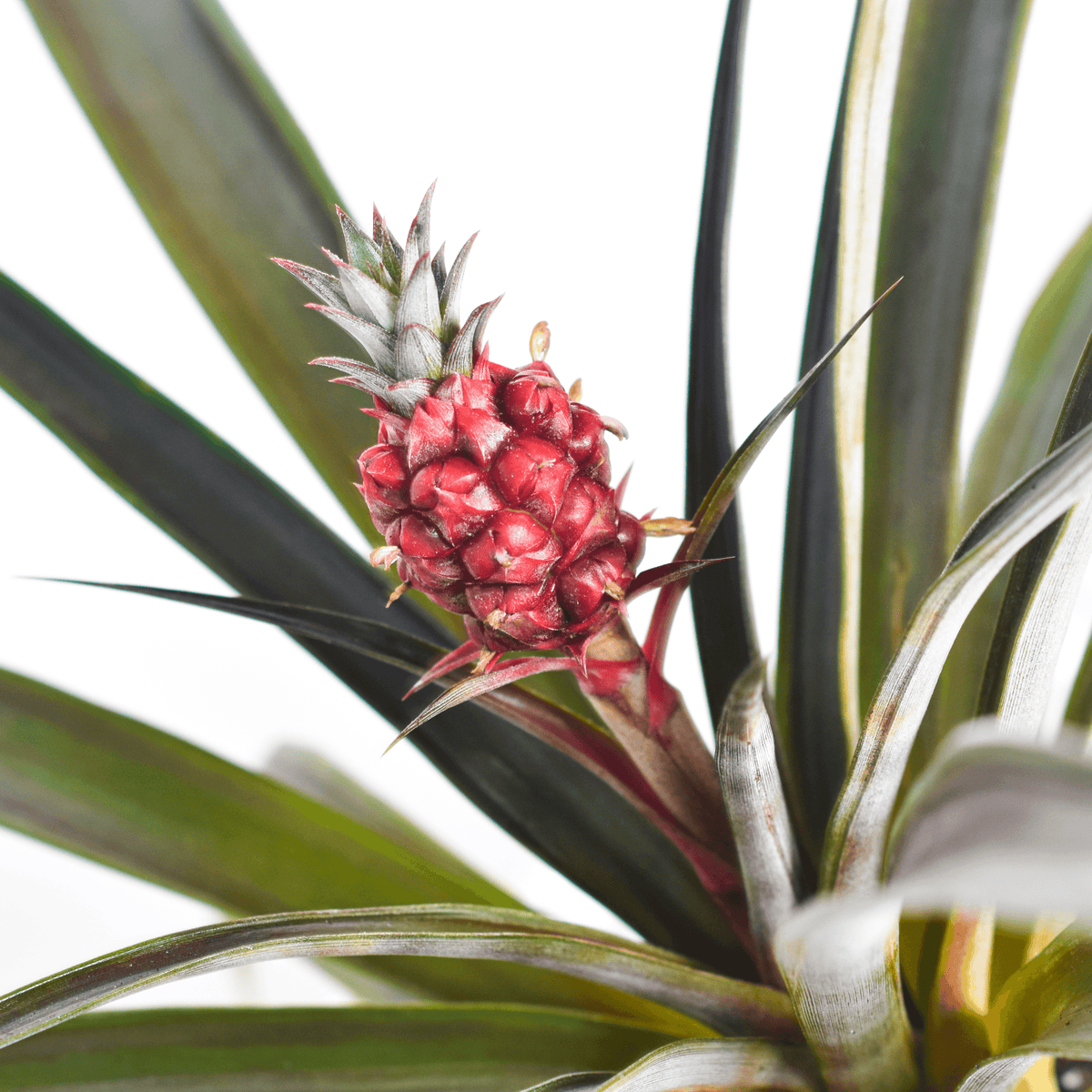 Mini Red Pineapple Plant &#39;Tiny Red&#39; Ornamental