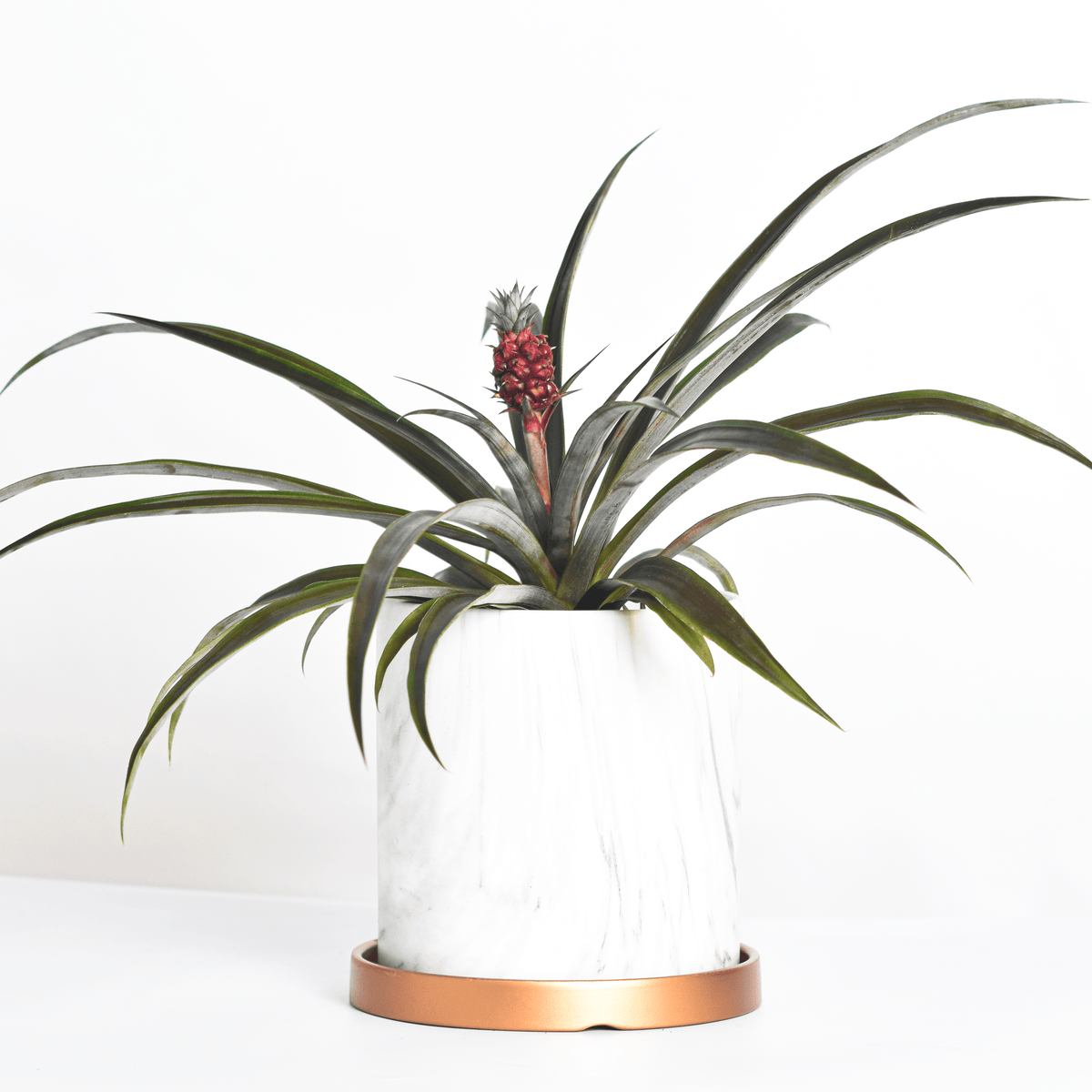 Mini Red Pineapple Plant &#39;Tiny Red&#39; Ornamental