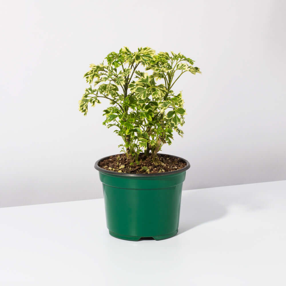 Ming Aralia &#39;Snowflake&#39; Polyscias Fruticosa Variegated Plant Verdant Lyfe
