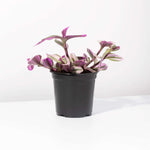 Nanouk Tradescantia Pink Wandering Trailing Plant Verdant Lyfe