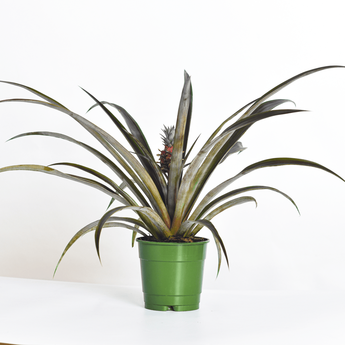 Mini Red Pineapple Plant &#39;Tiny Red&#39; Ornamental