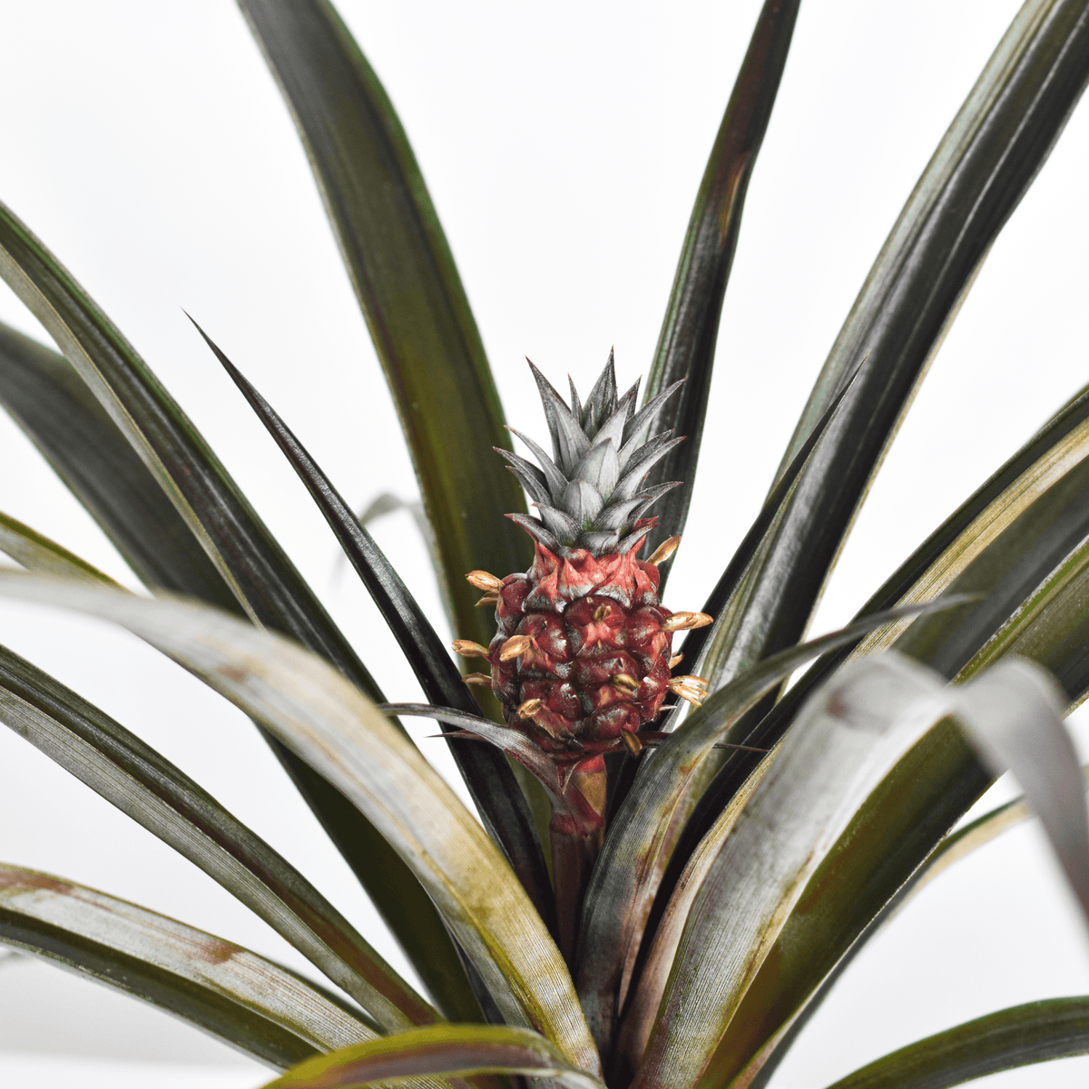 Mini Red Pineapple Plant &#39;Tiny Red&#39; Ornamental