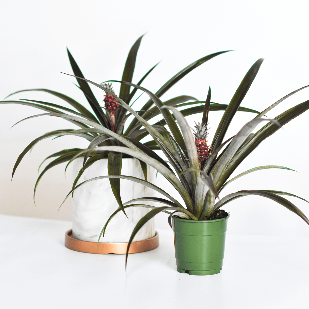 Mini Red Pineapple Plant &#39;Tiny Red&#39; Ornamental