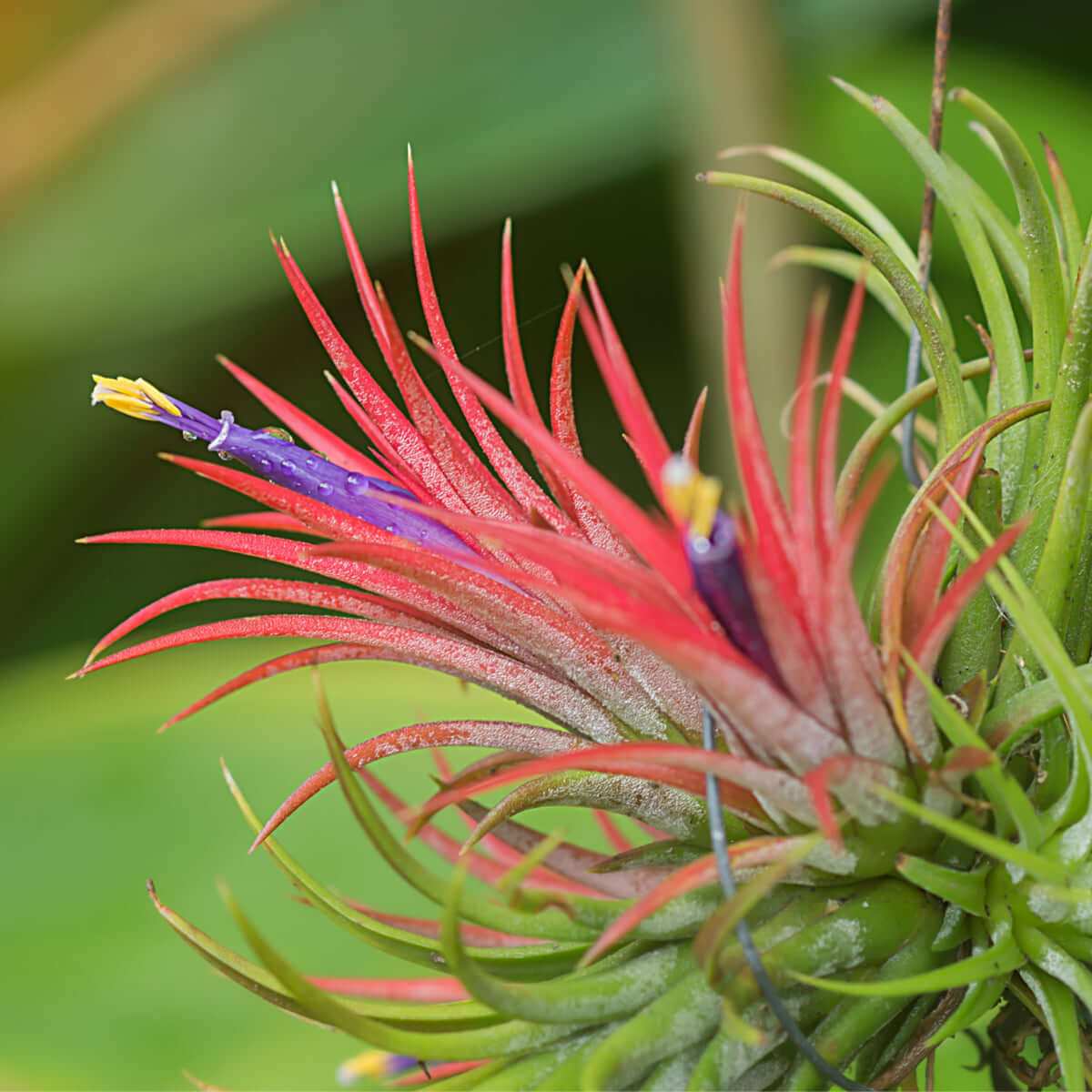Airplant 'Maroon' Tillandsia brachycaulos burgundy Verdant Lyfe full view
