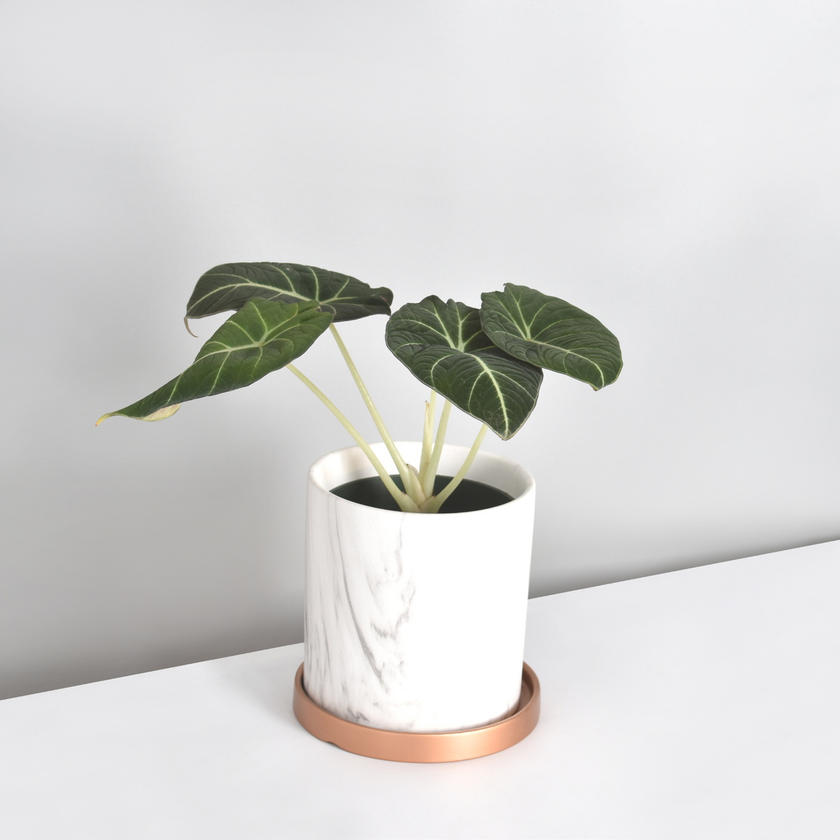 Alocasia Black Velvet plant 