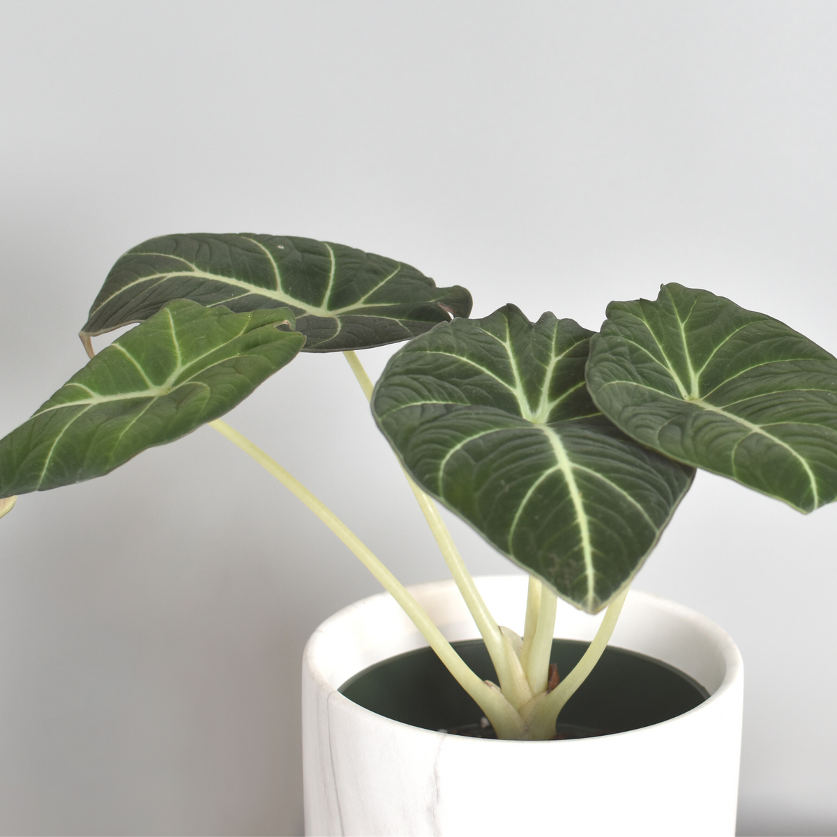 Alocasia Black Velvet plant 