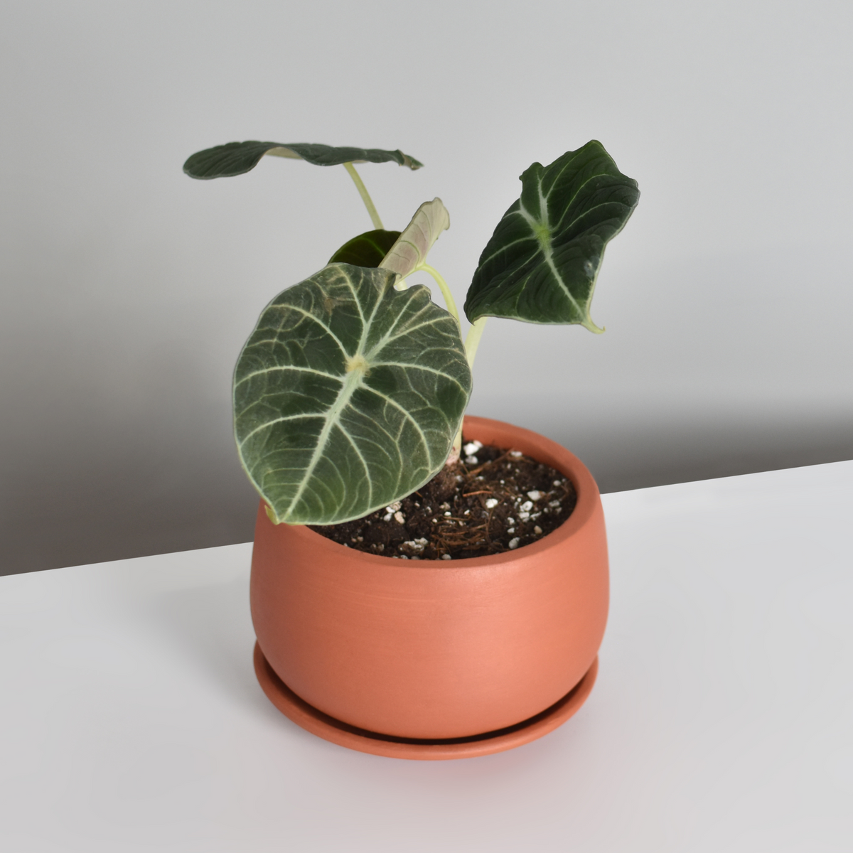Alocasia Black Velvet plant 