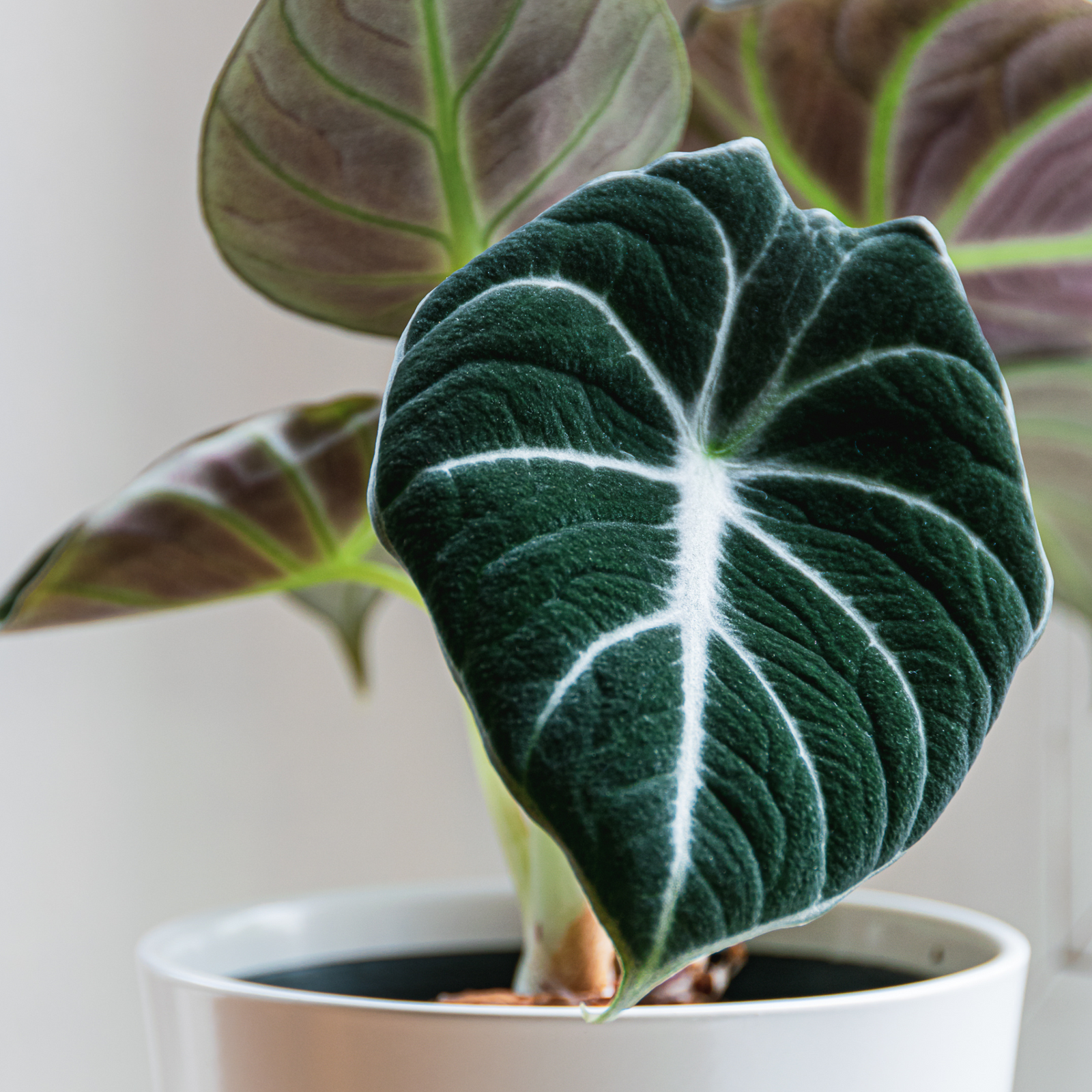 A potted Alocasia Black Velvet plant with velvety black leaves featuring prominent white veins, placed against a light background.
