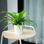 Bird's Nest Fern Asplenium nidus Easy Houseplant Verdant Lyfe