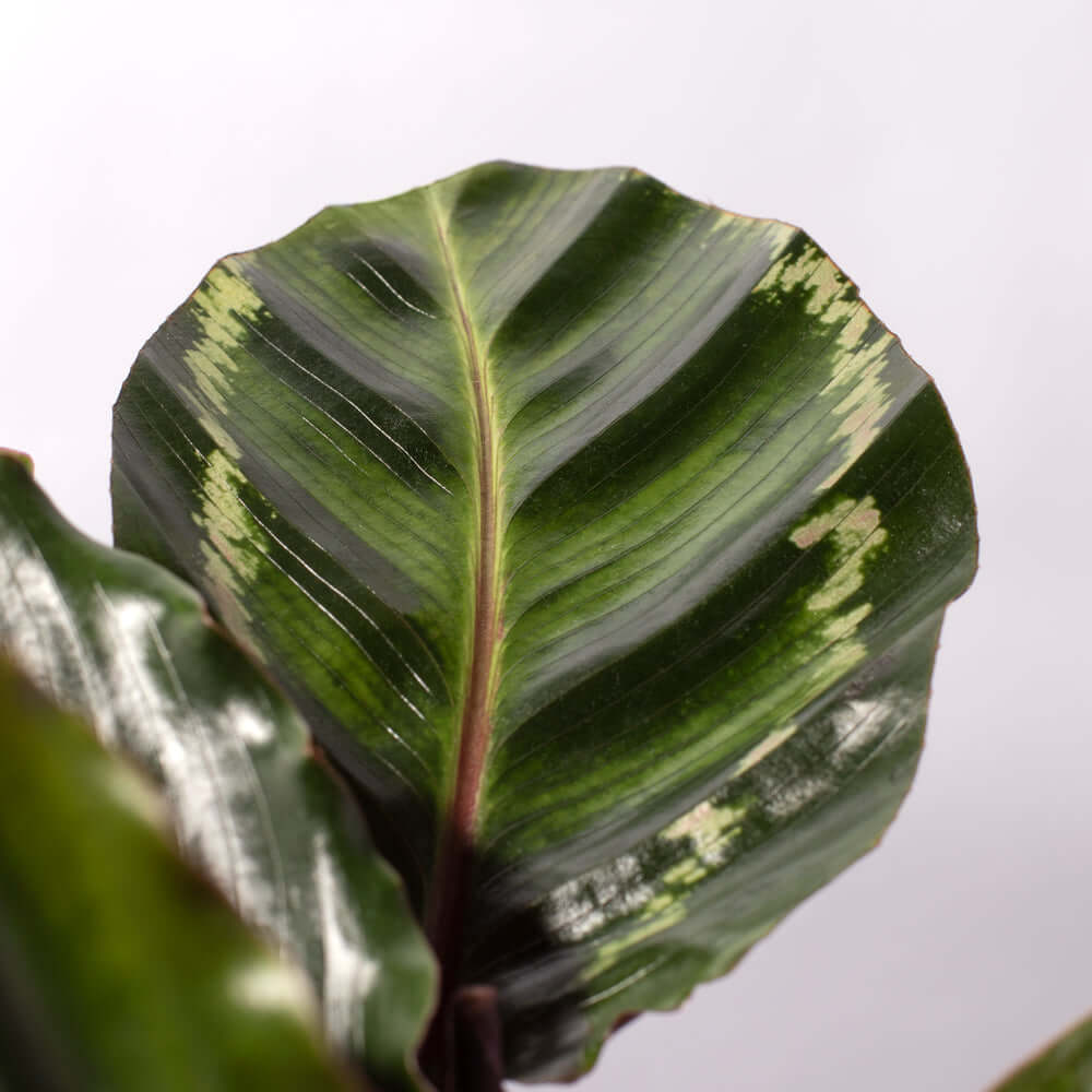 Close up of leaf of Calathea Roseopicta Rose Painted Medallion Prayer Plant