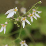Strawberry Begonia Saxifraga Stolonifera Houseplant Verdant Lyfe