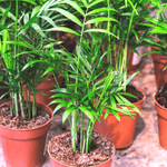 Chamaedorea Elegans neanthe bella Parlor Palm Plant Verdant Lyfe
