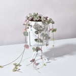 Variegated String of Hearts Trailing Pink Succulent Ceropegia Woodii Var. Verdant Lyfe