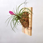 Mounted Pink Quill Airplant Tillandsia cyanea Verdant Lyfe