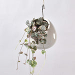 Variegated String of Hearts Trailing Pink Succulent Ceropegia Woodii Var. Verdant Lyfe