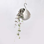 Variegated String of Hearts Trailing Pink Succulent Ceropegia Woodii Var. Verdant Lyfe
