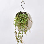 String of Turtles Peperomia prostrata Trailing Plant Verdant Lyfe