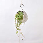 String of Turtles Peperomia prostrata Trailing Plant Verdant Lyfe