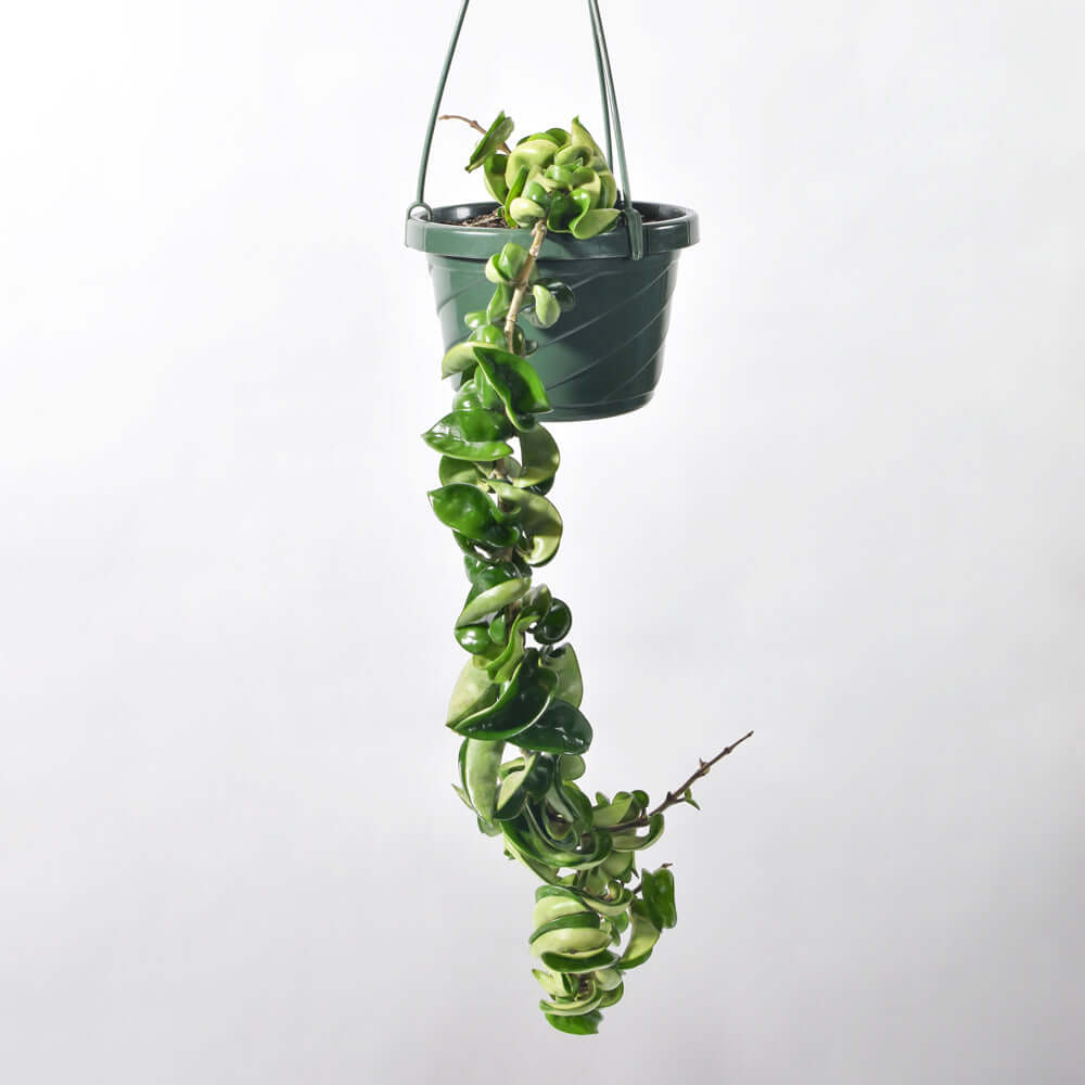 Hoya carnosa &#39;Compacta&#39; Hindu Curly Rope Plant Krinkle Kurl Verdant Lyfe