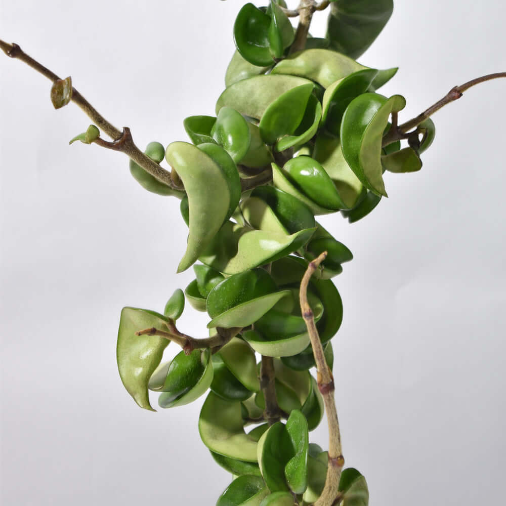 Hoya carnosa &#39;Compacta&#39; Hindu Curly Rope Plant Krinkle Kurl Verdant Lyfe