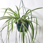 Spider Hardy Plant Chlorophytum Comosum Variegated Houseplant Verdant Lyfe
