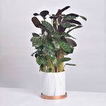 Calathea Exotica Large Prayer Plant