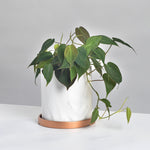 Velvet Leaf Philodendron Micans Vining Plant