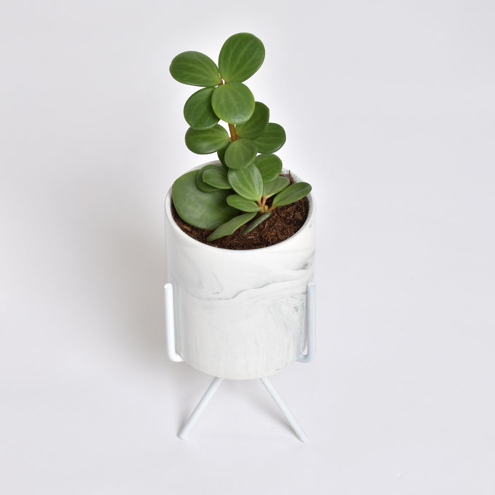 Peperomia Hope &#39;Trailing Jade&#39; Plant